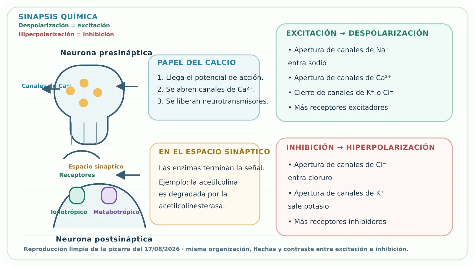 Pizarra reconstruida sobre sinapsis, excitación e inhibición